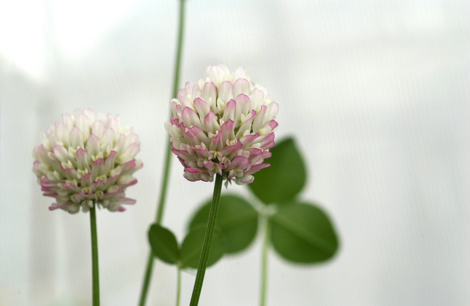 White clover Trifolium repens leaves and pale flower heads