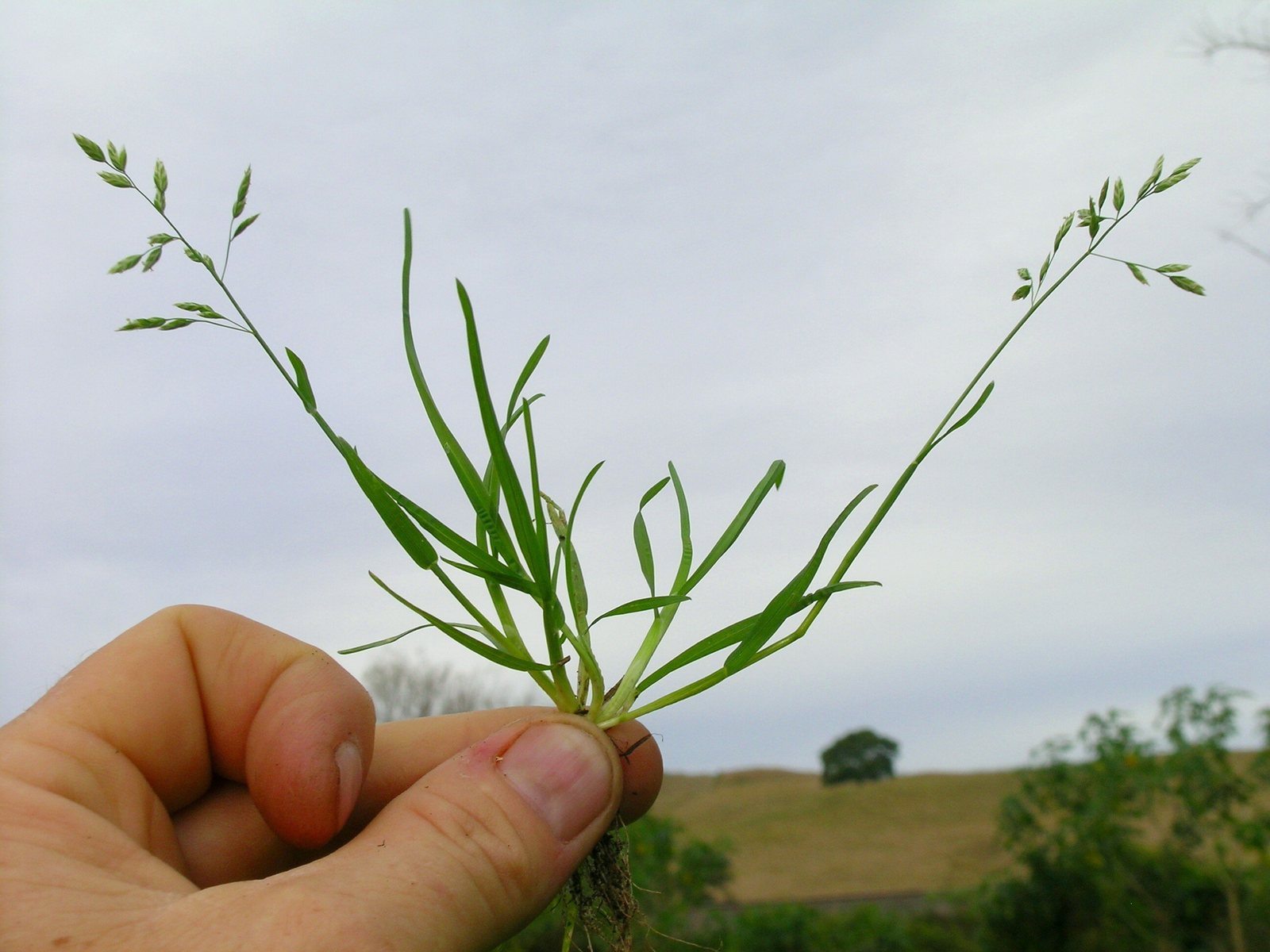 Pale green Poa annua winter grass plant with open seed heads